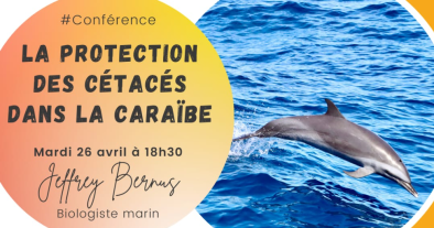 🔸️conférence🔸️Sur les cétacés 🐳 dans la Caraïbe