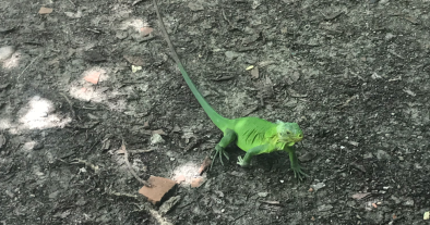 Visite des Iguanes en jet ski